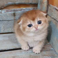 زیباترین واصیل ترین پیشی ها