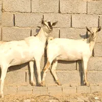 دوعدد بز صومال آبستن دوقلوزاه|حیوانات مزرعه|بندرعباس, |دیوار