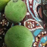 گردو بدون پوست