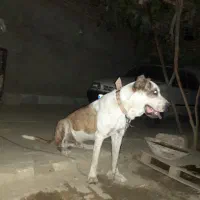 نگهبان باغ و گله، کارگاه و...|سگ|مشهد, میان ولایت|دیوار