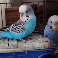 یه جفت مرغ عشق دورگه