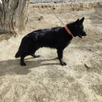 سگ ژرمن ماده فروشی