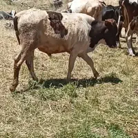 گوساله کردی کوردی نر ماده۴عدد