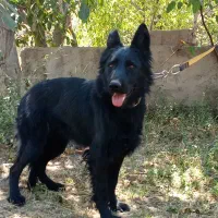 واگذاری ژرمن