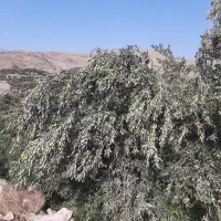 نیازمند کارگر زیتون چین