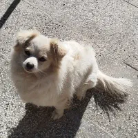 نژاد شیتزو تربیت شده|سگ|قائن, |دیوار