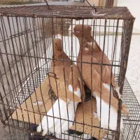 شیبان|پرنده|باوی, |دیوار