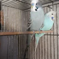 مرغ عشق انگلیسی