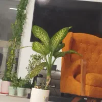 مبل 8 نفره چستر  ..دو عدد دو نفره دوعدد سه نفره به|مبلمان خانگی و میز عسلی|شیراز, فرهنگ شهر|دیوار