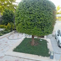 باغبانی هرس سم پاشی بریدن درختان بااره موتوری|خدمات باغبانی و درختکاری|شیراز, آزادگان|دیوار