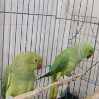 یک جفت طوطی ملنگو نروماده|پرنده|مهران (ایلام), |دیوار