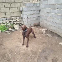 پوینتر المان