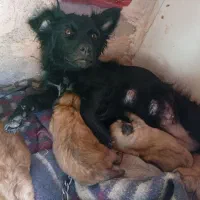 سگ‌پاکوتاه|سگ|بم, |دیوار