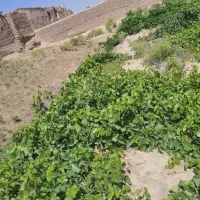 زمین باغی ومسکونی|فروش زمین و ملک کلنگی|اسحاق آباد, |دیوار