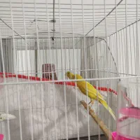 قناری رسمی بلند طلای نر اماده|پرنده|بجنورد, |دیوار