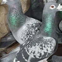 ۳۷  تا پلاکی آلمانی رنجر