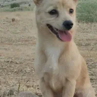 سگ پامر ماده باهوش