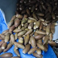 بلوط سرحد ویژه ی دام|لوازم جانبی حیوانات|دهدشت, |دیوار