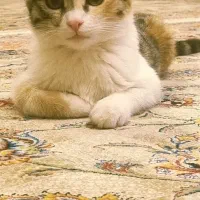 گربه گم شده
