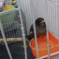 مرغ مینابا قفس