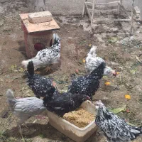 مرغ گلین با جوجه برهما