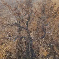 هیزم بوته انگور