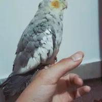 عروس هلندی جوجه