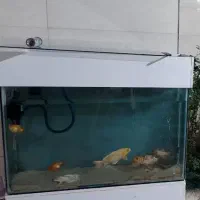 ماهی آکواریومی بزرگ