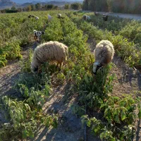 فروش گوسفند