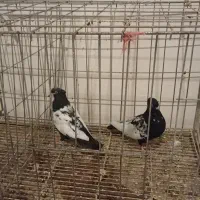 کفتر سینه سیاه|پرنده|مشهد, سجاد شهر|دیوار
