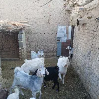 فروش نقدی بز شیرده  و کره