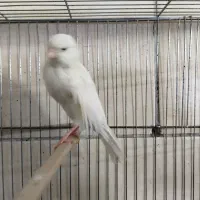 قناری نر و ماده|پرنده|قرچک, باقرآباد|دیوار