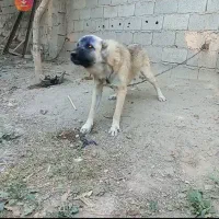 سه عدد سگ نگهبان|سگ|آذرشهر, |دیوار