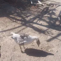 غاز محلی|حیوانات مزرعه|شراء, |دیوار