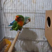 طوطی برزیلی