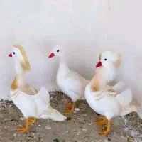 تخم نطفه دار ماکیان زینتی