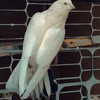 کبوتر پرشی گرو شده