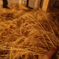 برنج درشت ،سرلاشه نیم دانه هاشمی سورتینگ شده|خوردنی و آشامیدنی|رشت, شهرک شهید رجایی|دیوار