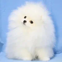 سگ توله پامر پامرانین خرسی سفید نر و ماده ۵ ماه