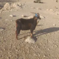 شحاز گلهرون|حیوانات مزرعه|لیکک, |دیوار