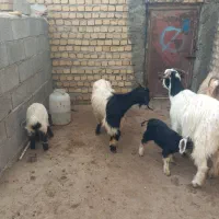 بز و بزغاله|حیوانات مزرعه|دورود, |دیوار