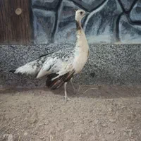 فروش طاووس|پرنده|مبارکه, |دیوار