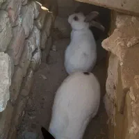 واگذاری خرگوش سه تا