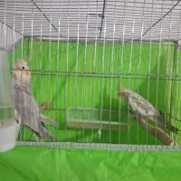 یک جفت عروس هلندی بفرش میرسد