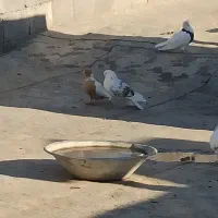 کبوتر فروشی