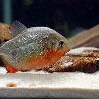 ماهی پیرانا رایگان