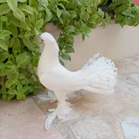 کبوتر کفتر چتری