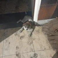 سگ نیاز ب کمک