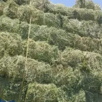خرید وفروش یونجه
