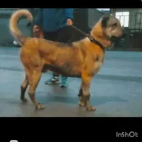 سگ پژدر ۱۵ ماهه از بهترن نصل خام